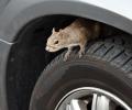 IMG_2033 squirrel on tire